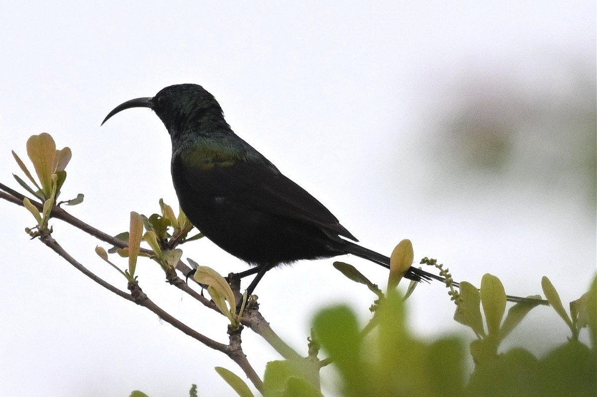 kobbersolfugl - ML650510987