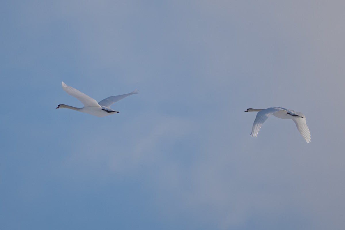 ברבור מצוי - ML650511029