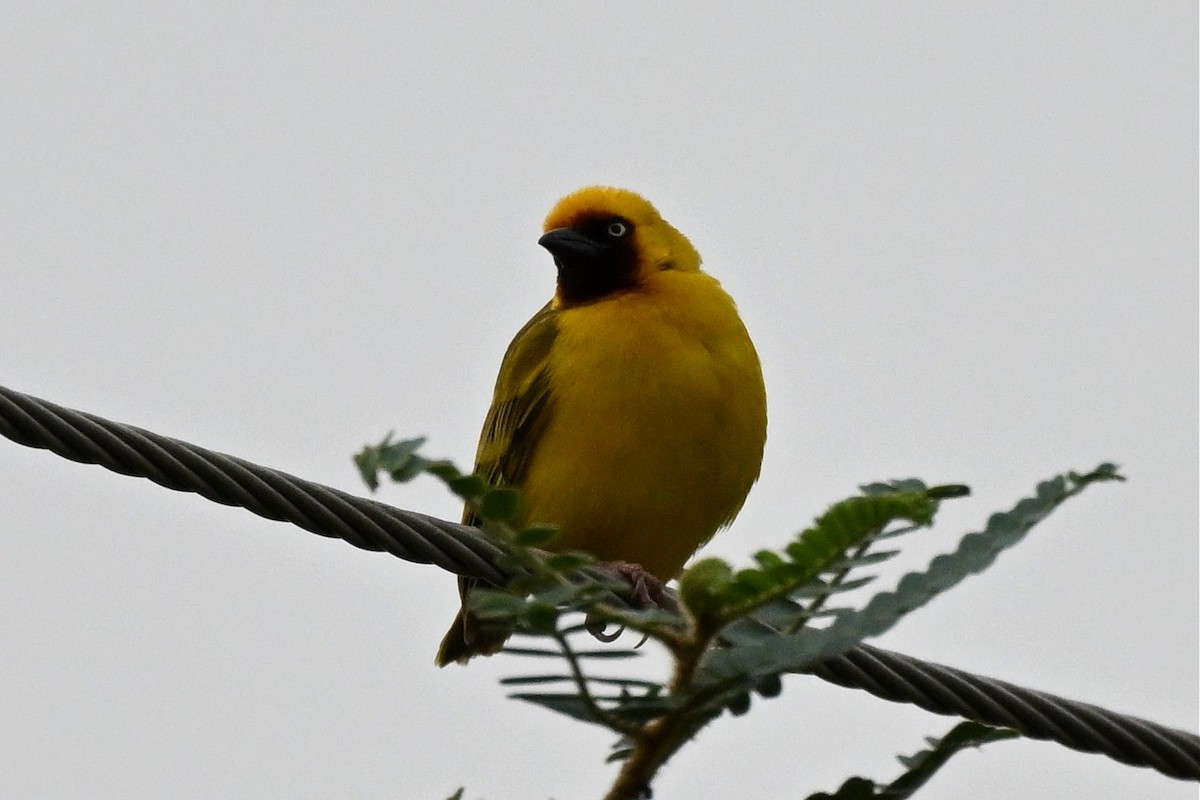 kastanjestrupevever - ML650511048