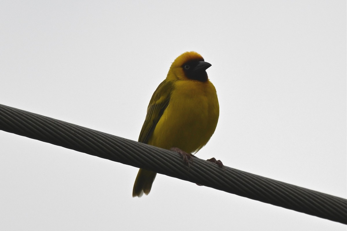 kastanjestrupevever - ML650511054