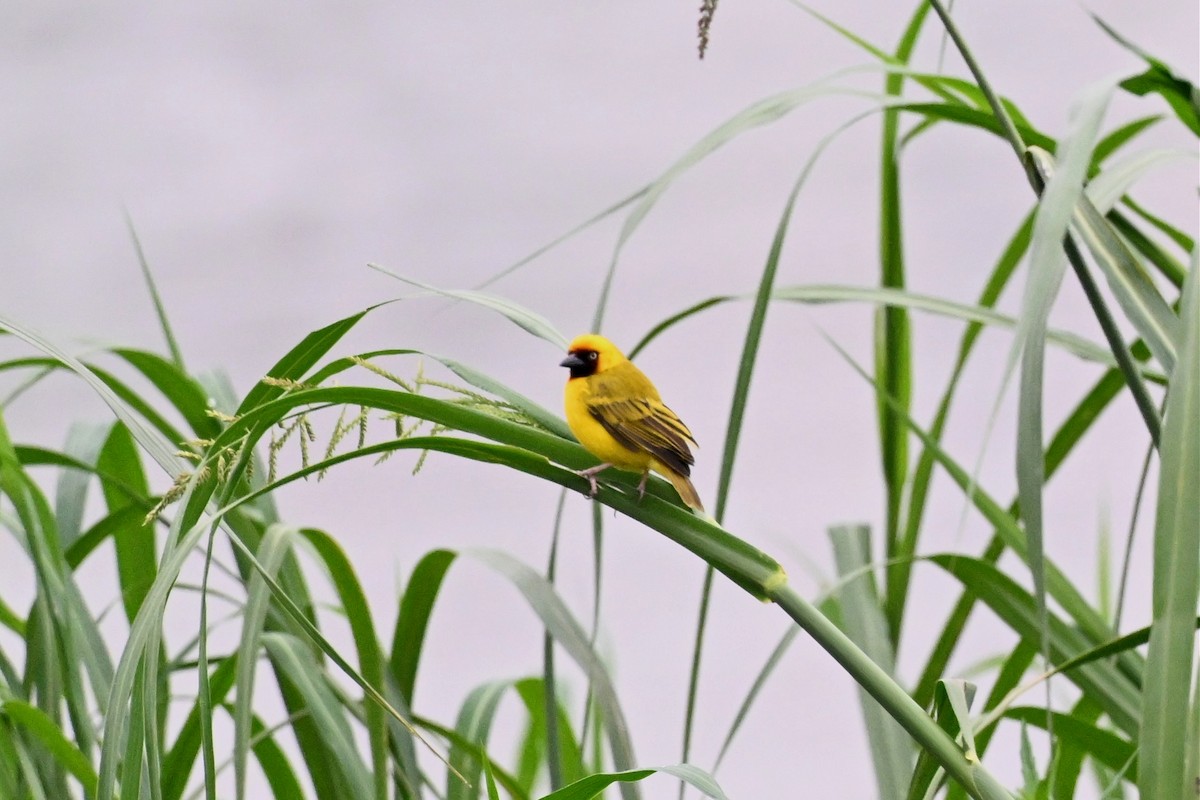 kastanjestrupevever - ML650511062