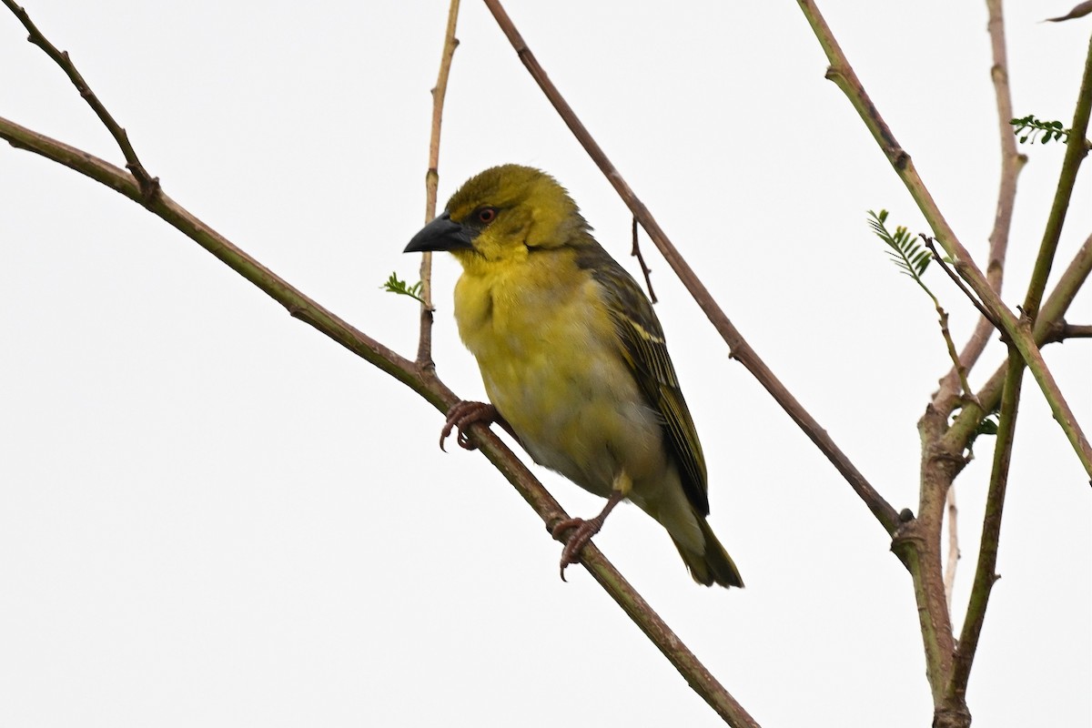 landsbyvever - ML650511077