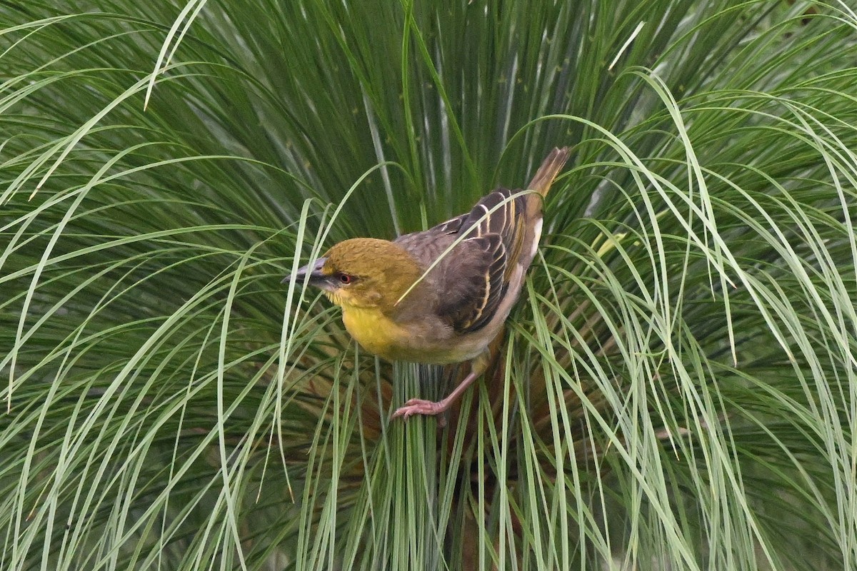 landsbyvever - ML650511079