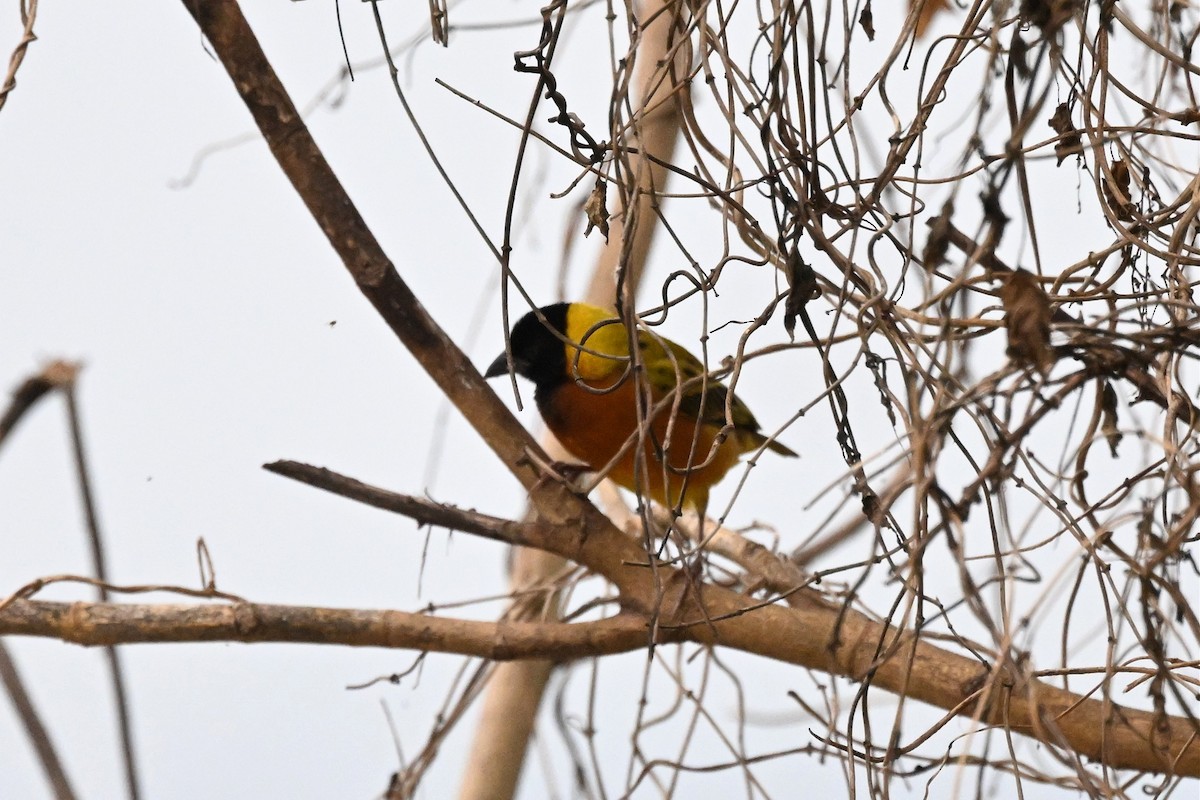 svarthodevever - ML650511095