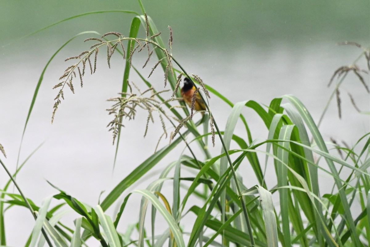 gulryggvever - ML650511100