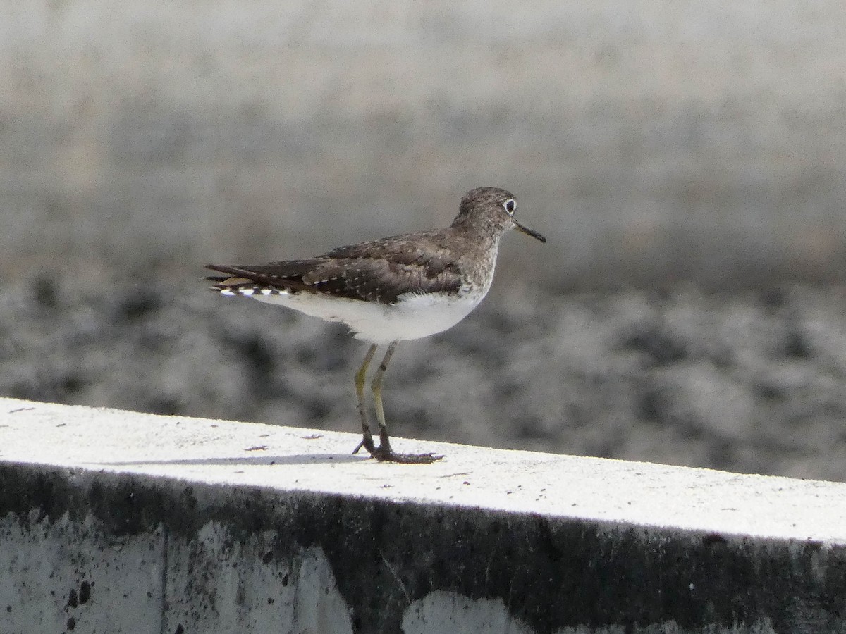 Solitary Sandpiper - ML650511302