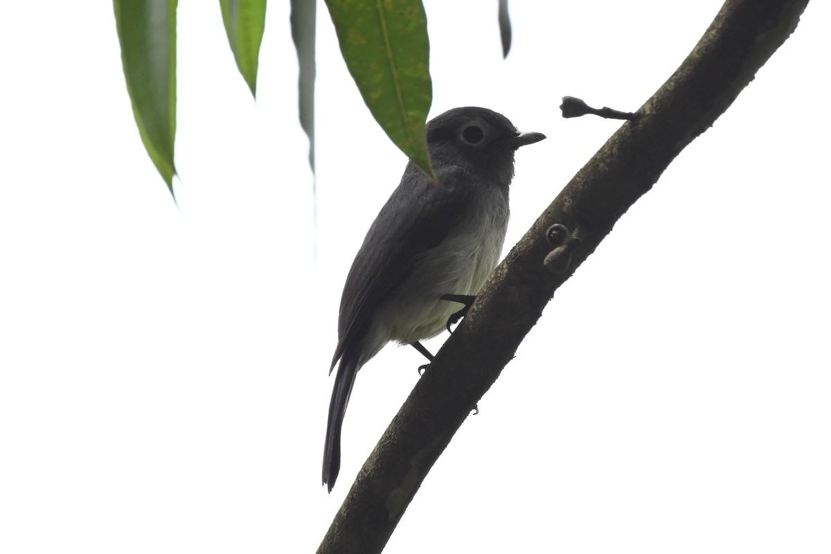 brillefluesnapper - ML650511348