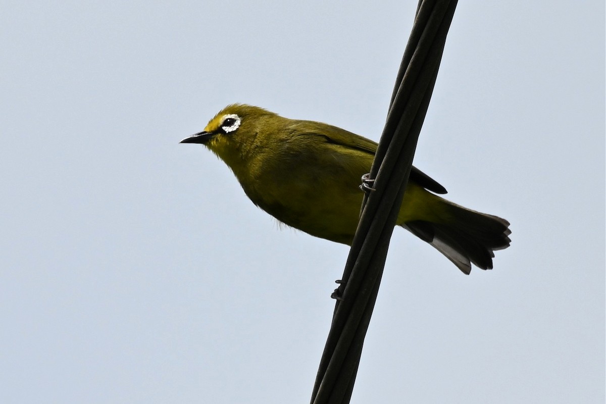 gulbrillefugl - ML650511353