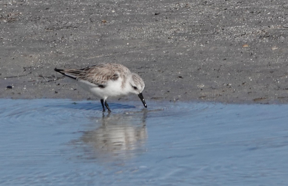 sandløper - ML650511703