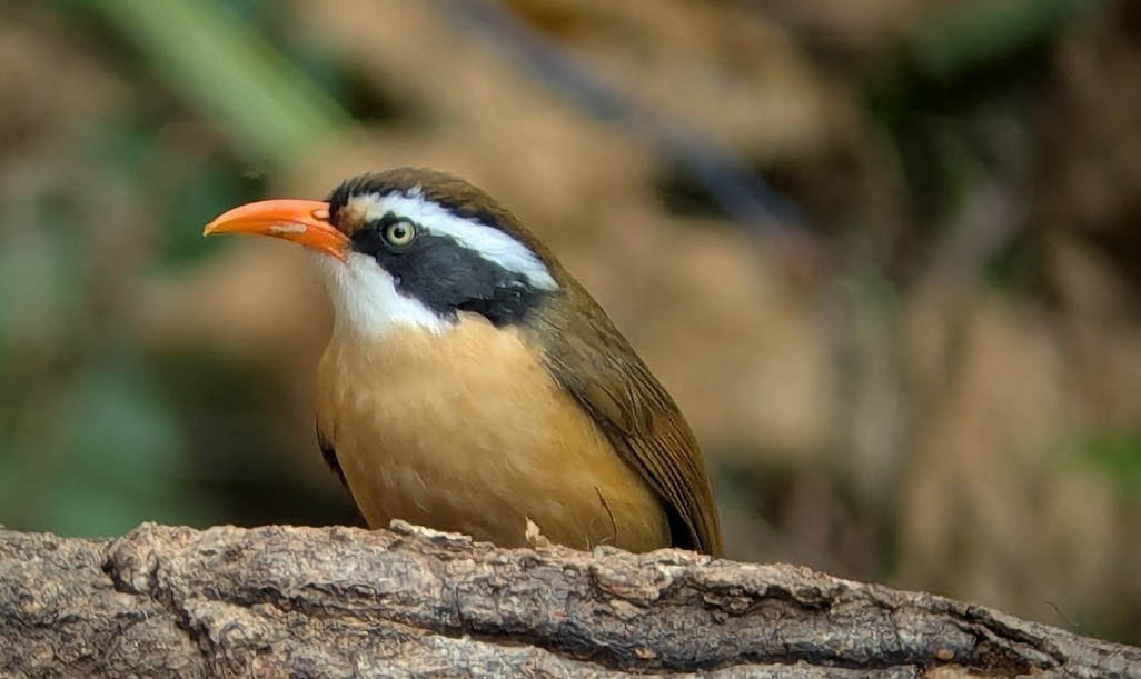 Силамбан буроголовий - ML650511771