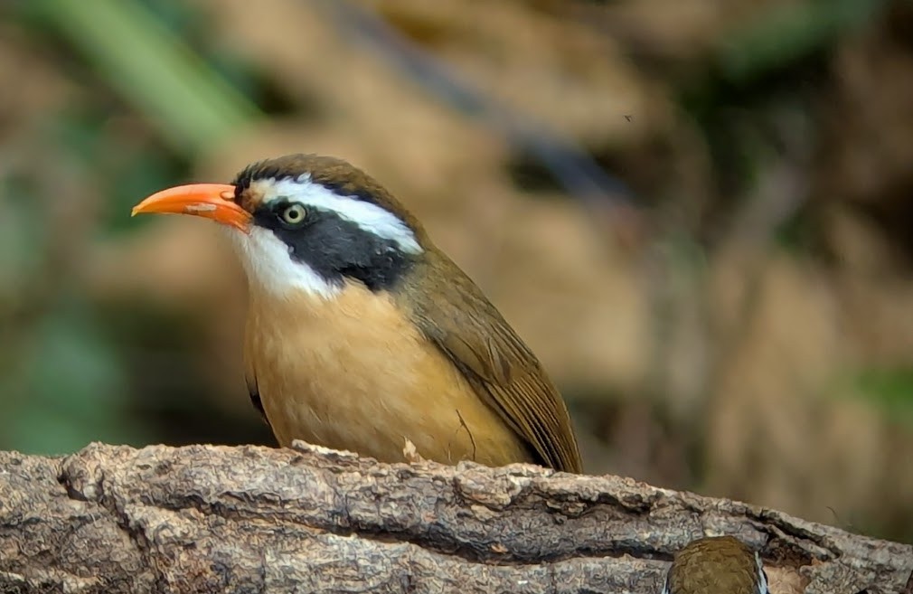 Силамбан буроголовий - ML650511772