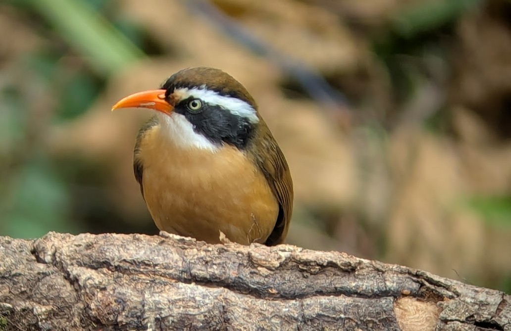 Силамбан буроголовий - ML650511773