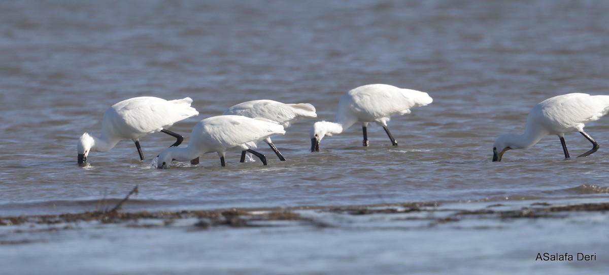 Löffler - ML650511822