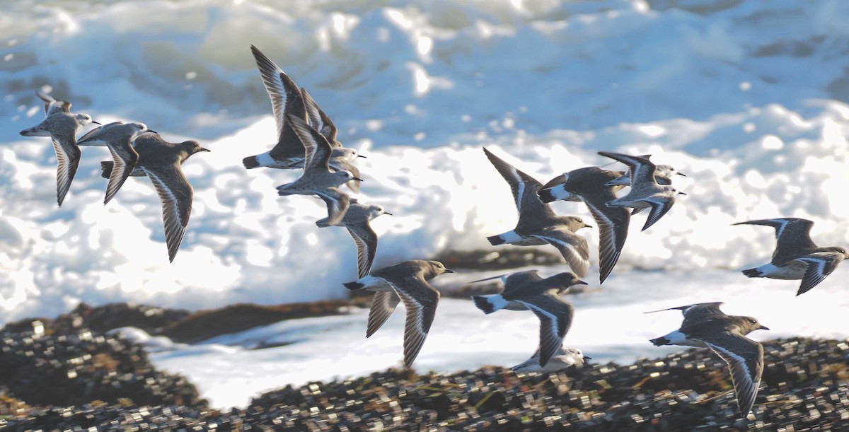 sandløper - ML650511949