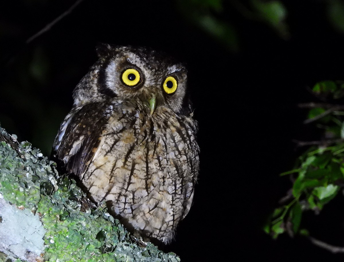 Tropical Screech-Owl - ML650512073