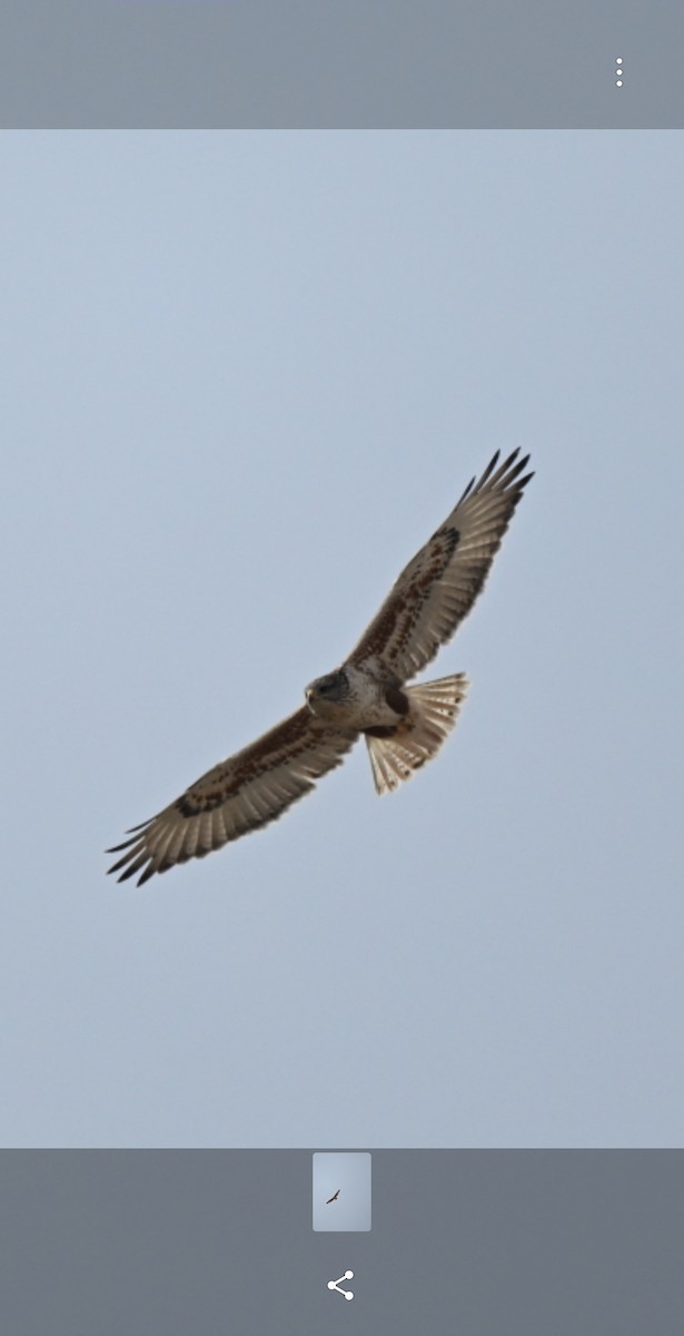 Ferruginous Hawk - ML650512225