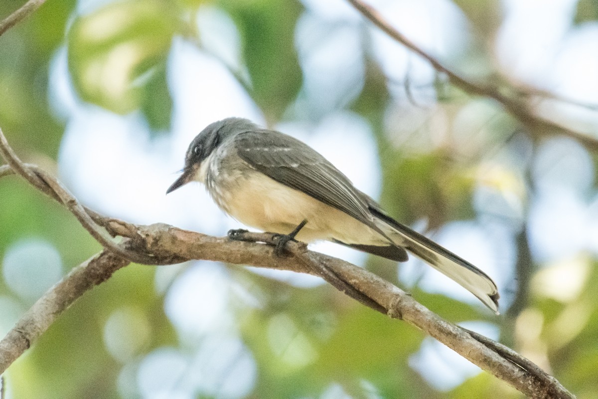 Northern Fantail - ML65051231