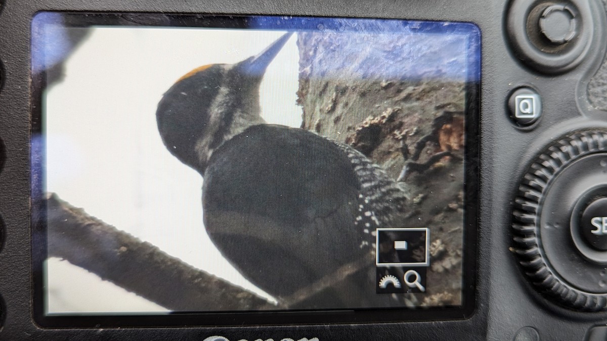 セグロミユビゲラ - ML650512314