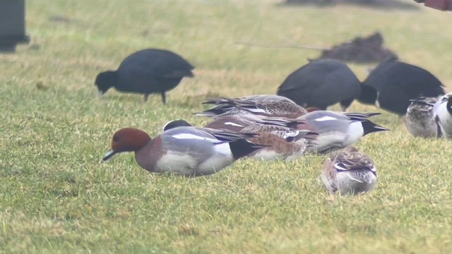 Свищ американський - ML650512333