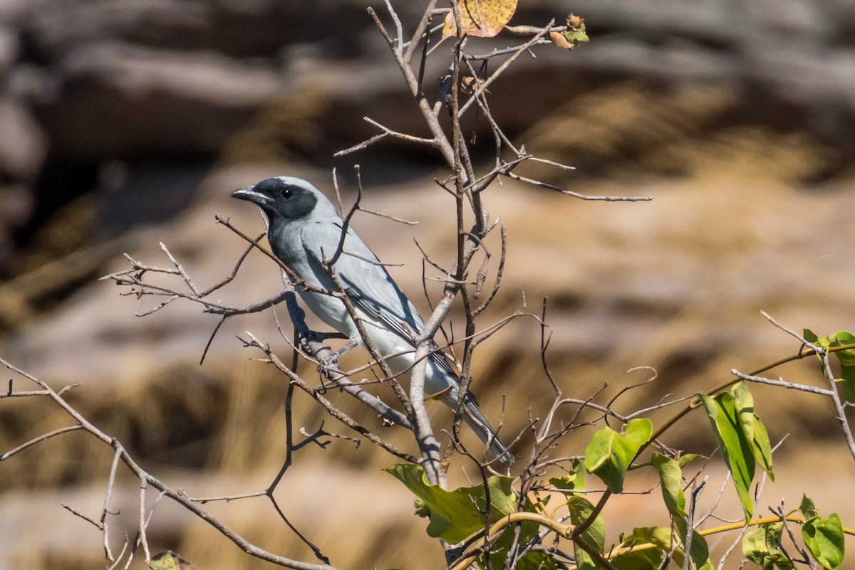 Black-faced Cuckooshrike - ML65051241