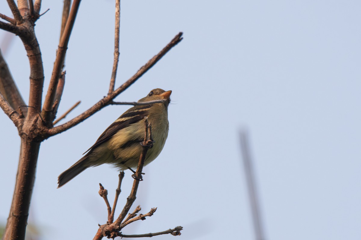 Yellow-bellied Flycatcher - ML650512453