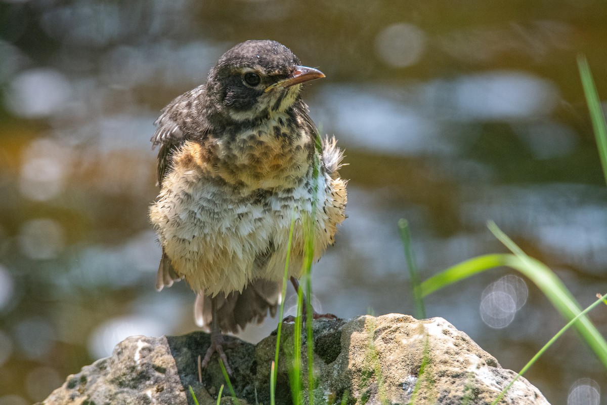 American Robin - ML650512487
