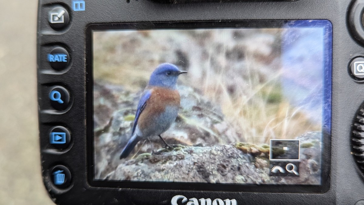 チャカタルリツグミ - ML650512488