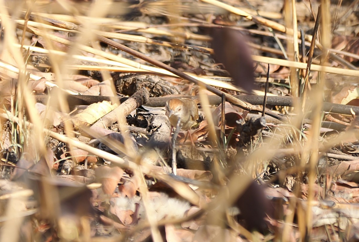 Tawny-flanked Prinia - ML650512643