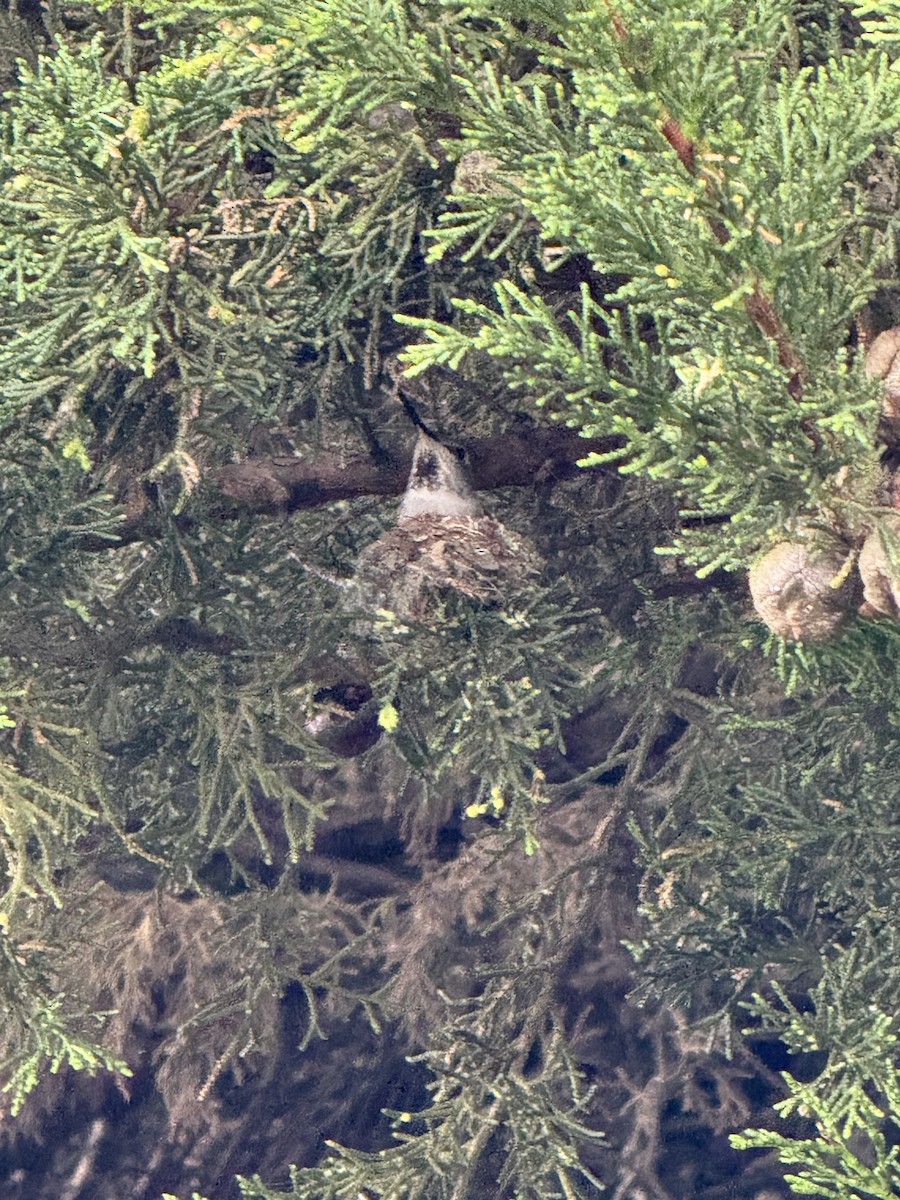 アンナハチドリ - ML650512752