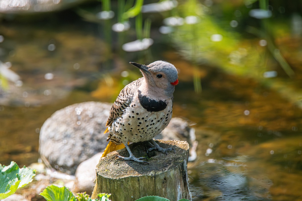 Northern Flicker - ML650512804