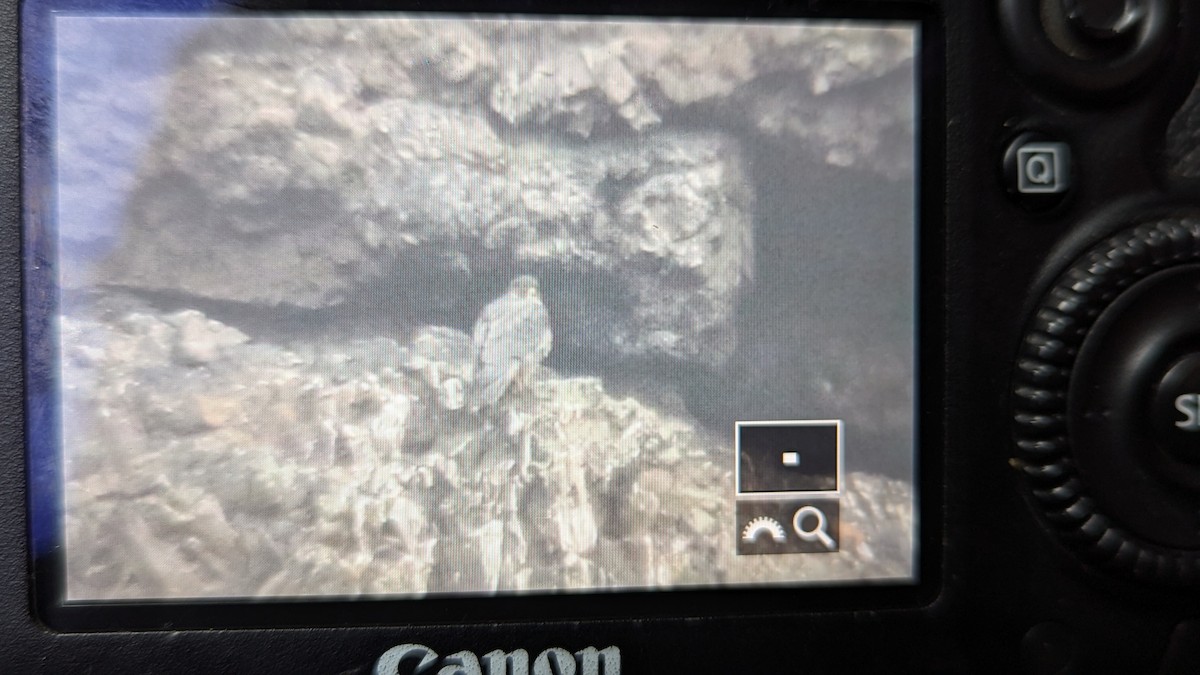 ハヤブサ - ML650512868