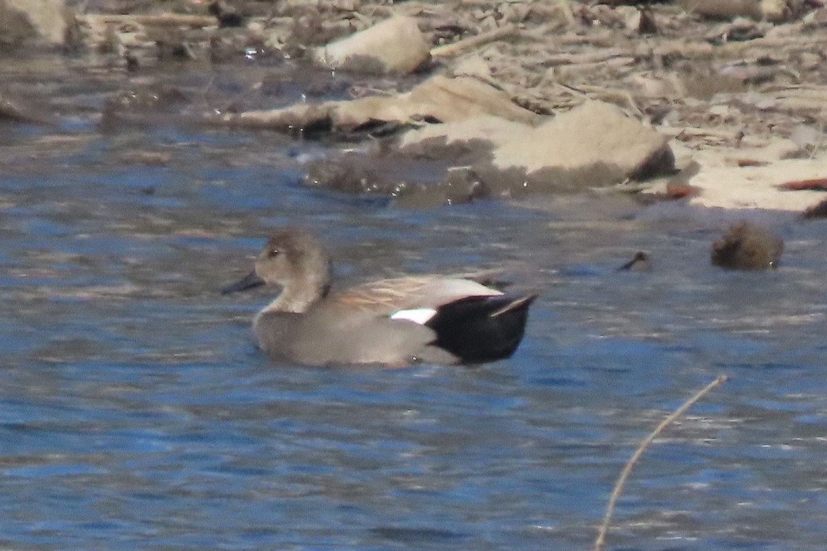 Boz Ördek - ML650513106