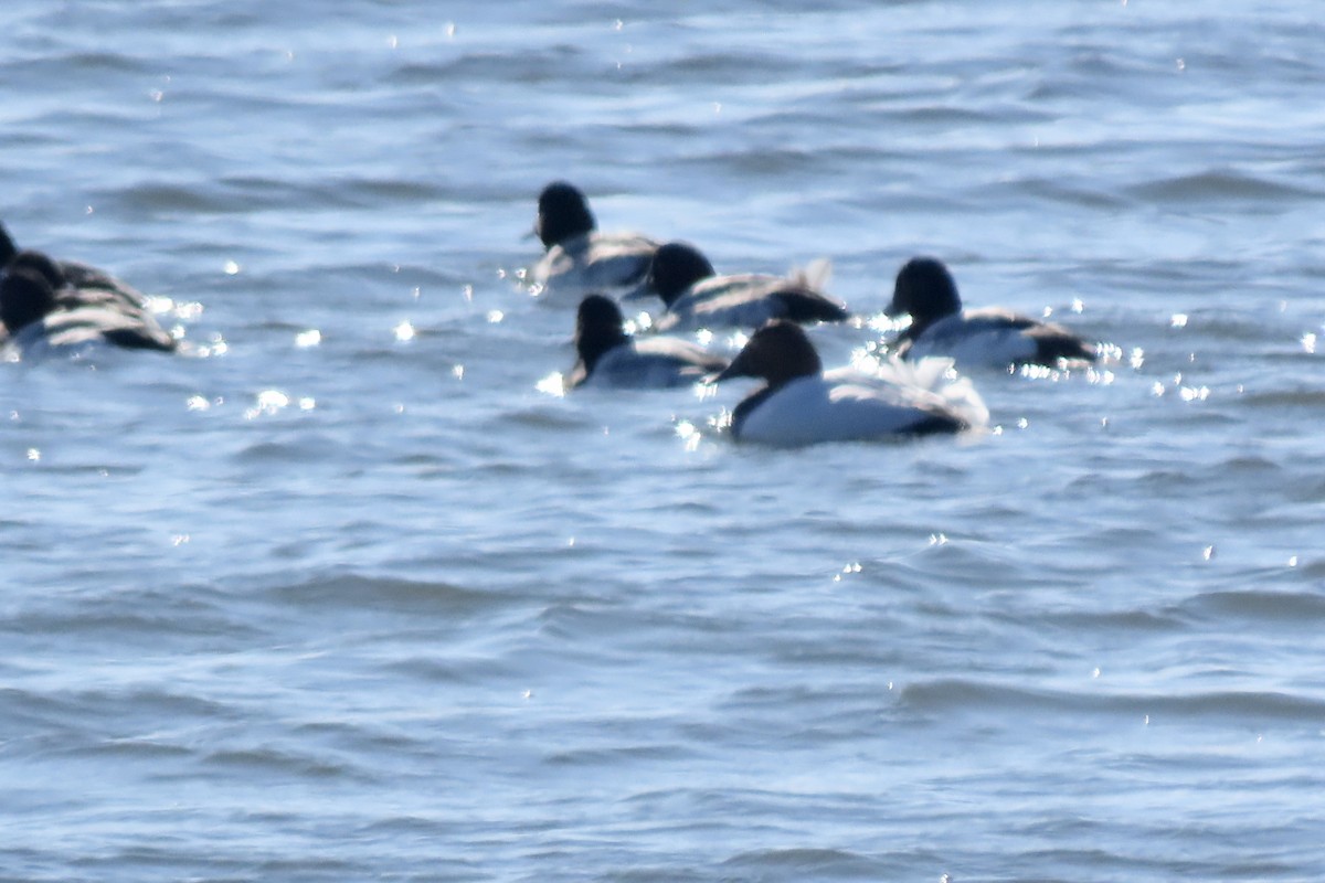 Büyük Elmabaş - ML650513119