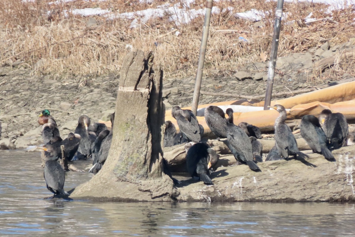 Kulaklı Karabatak - ML650513149