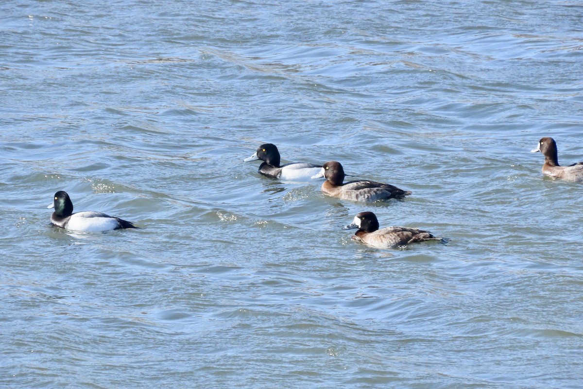 Karabaş Patka - ML650513172
