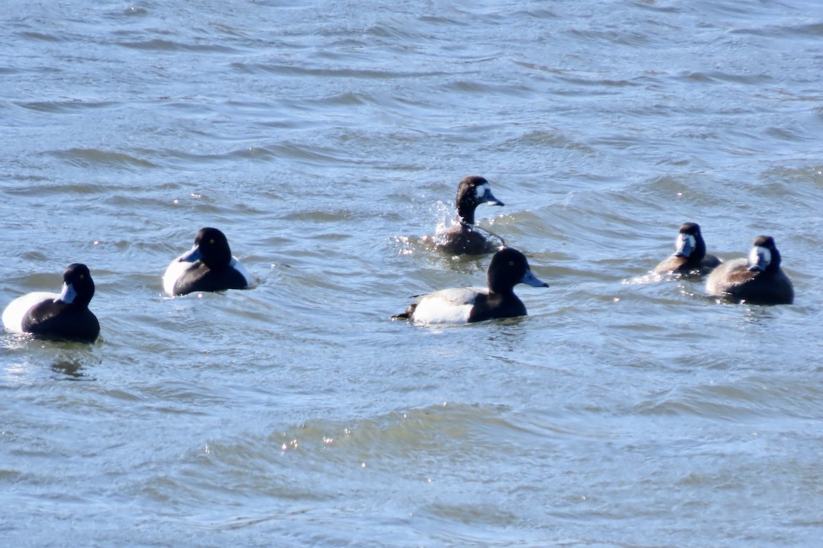 Karabaş Patka - ML650513181