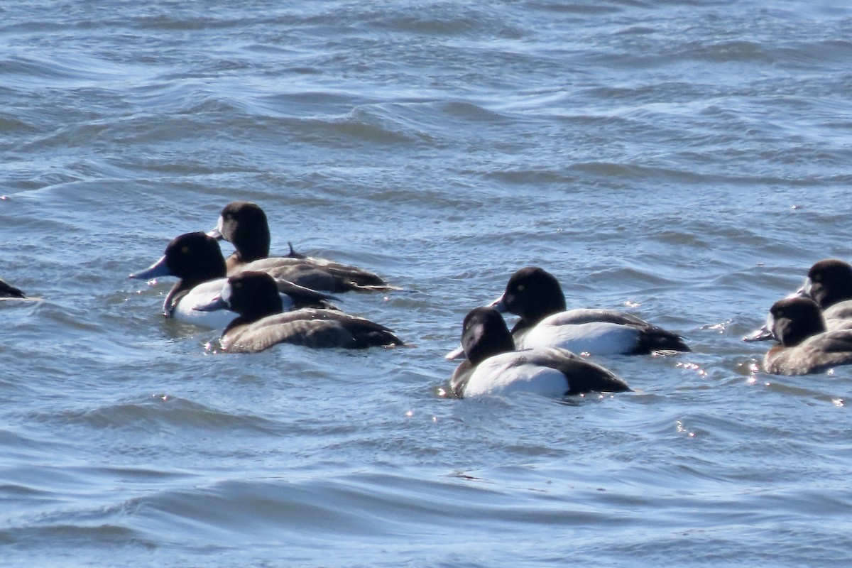 Karabaş Patka - ML650513210