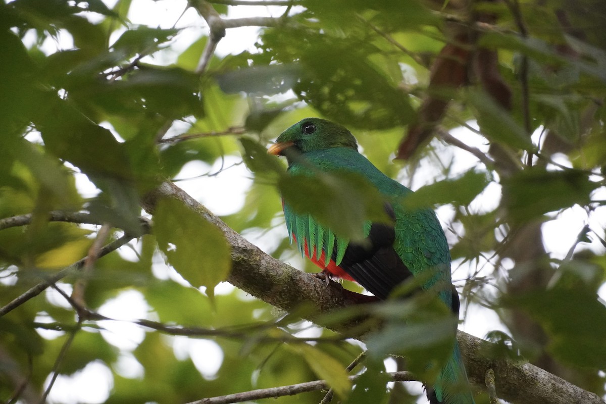 White-tipped Quetzal - ML650513253