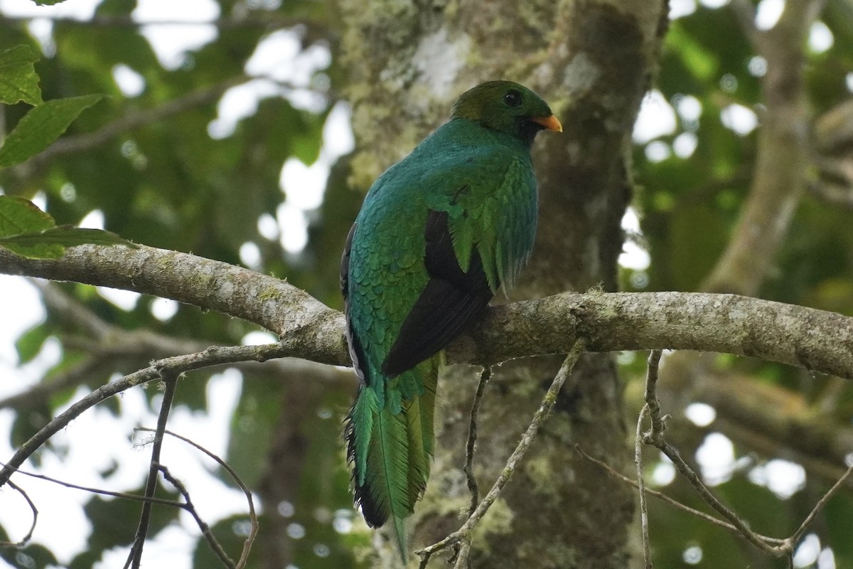 White-tipped Quetzal - ML650513256