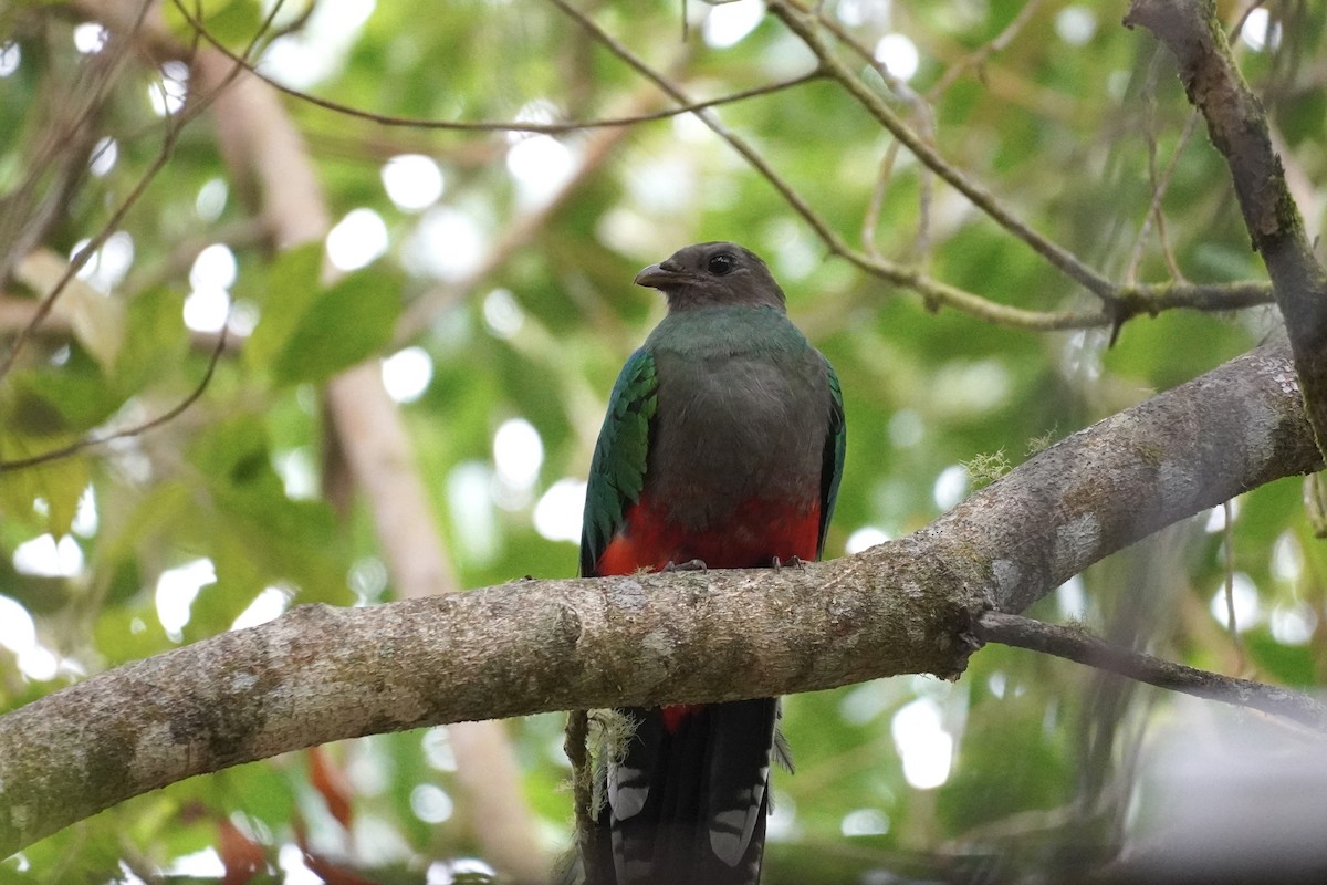 White-tipped Quetzal - ML650513258