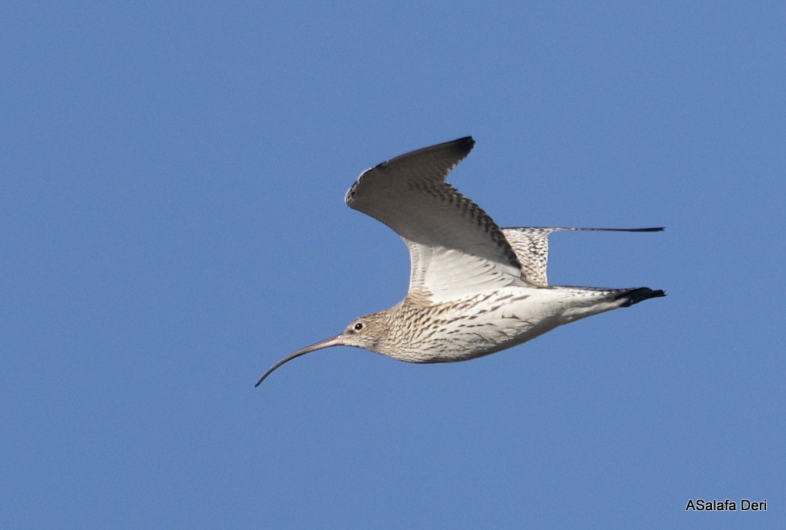 Brachvogel - ML650513262