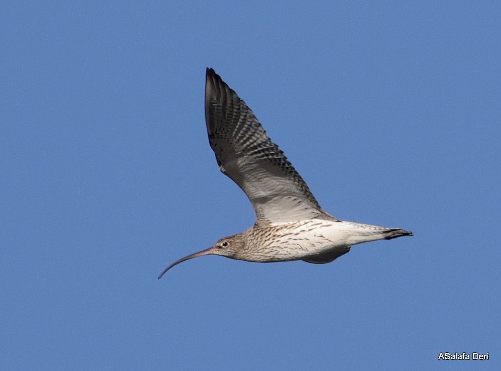 Brachvogel - ML650513263