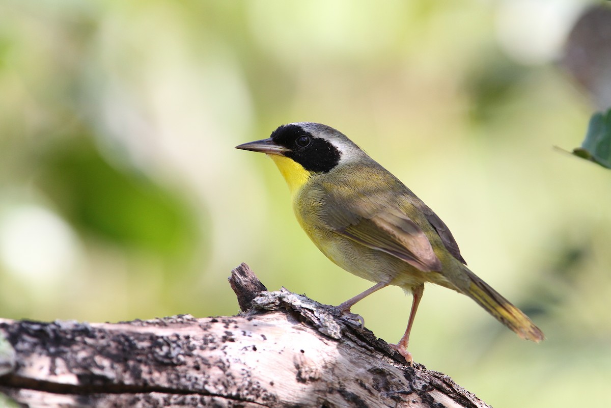 Bahama Yellowthroat - Christoph Moning