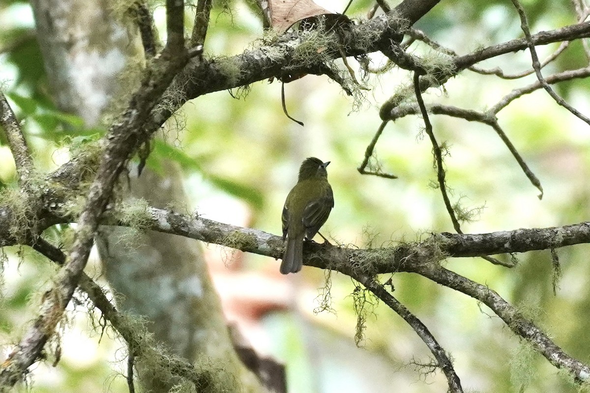 Brown-capped Vireo - ML650513511