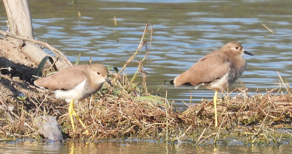 Pavoncella codabianca - ML650513533