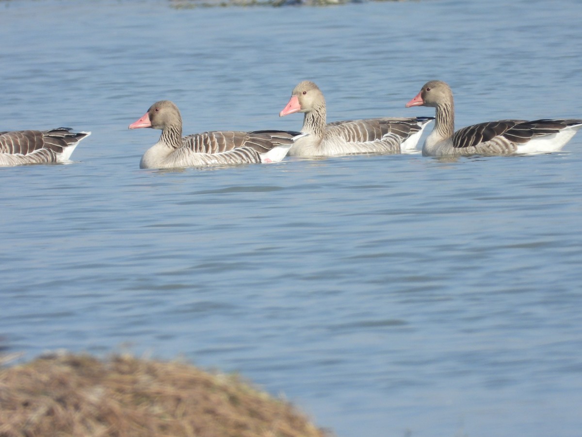 Oca selvatica - ML650513646