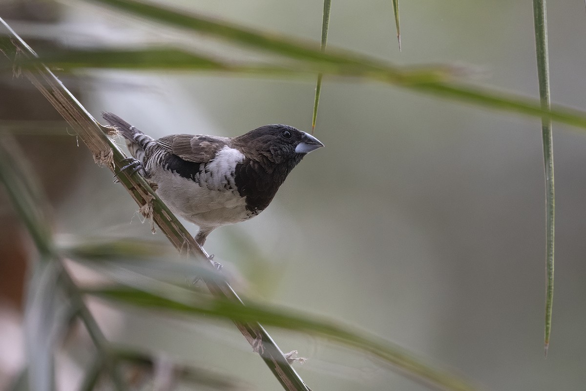 Bronze Mannikin - ML650513653