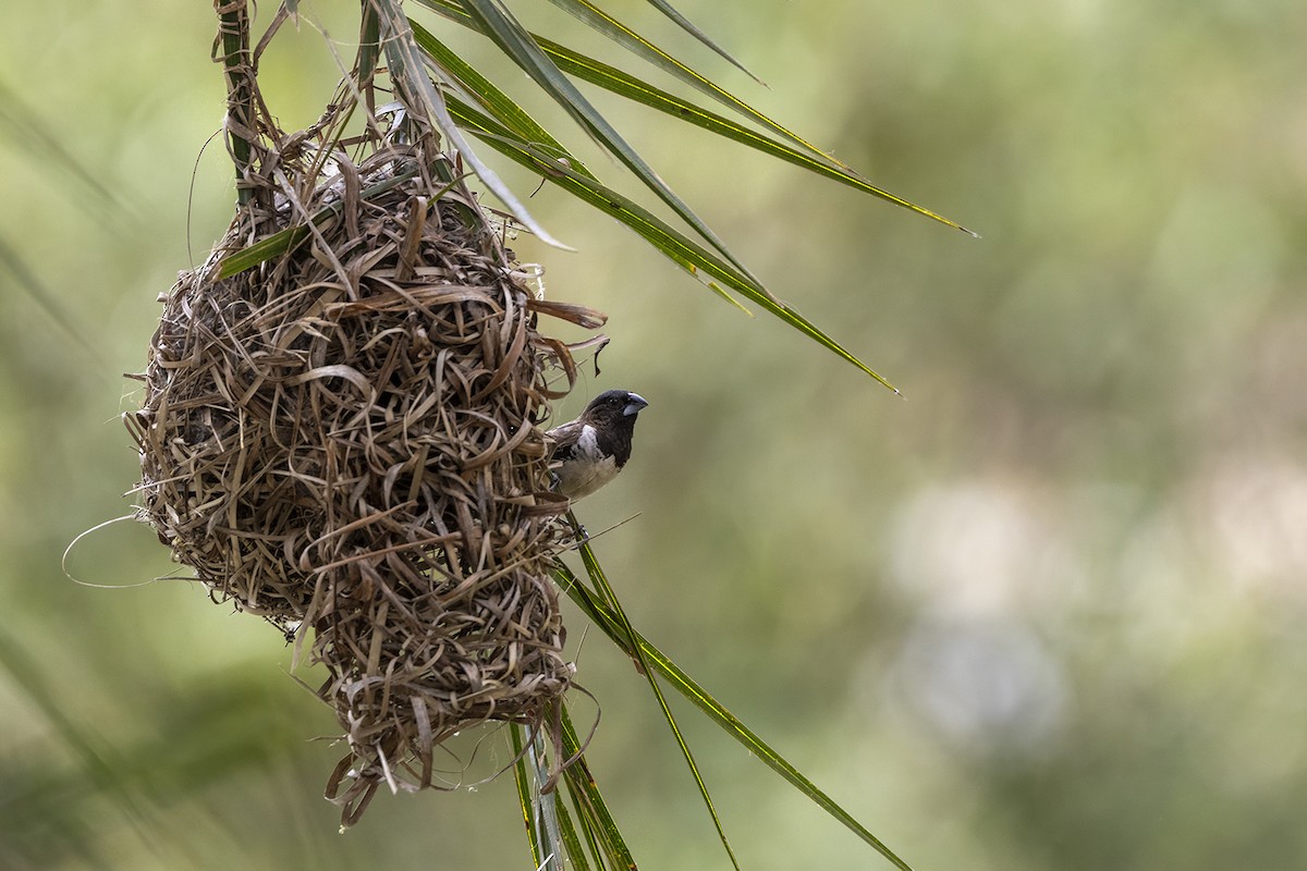 Bronze Mannikin - ML650513654
