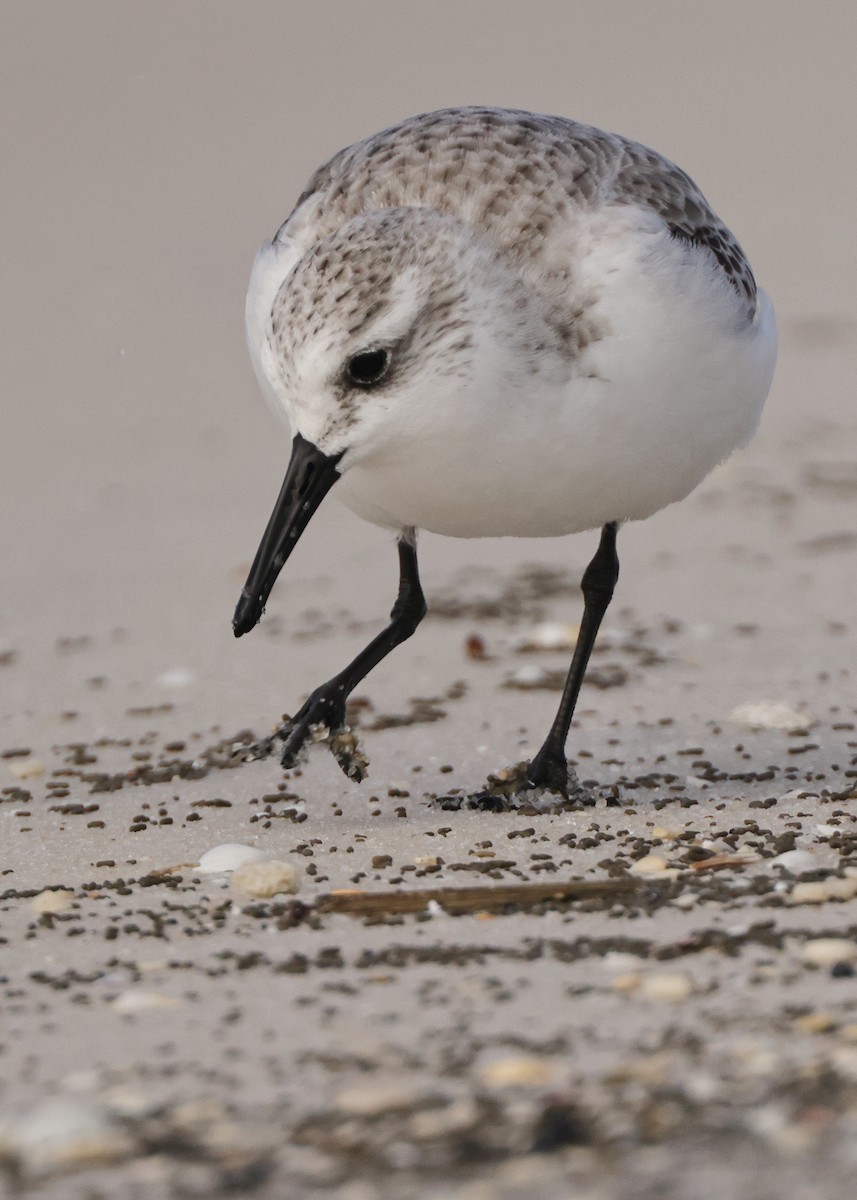 sandløper - ML650513719