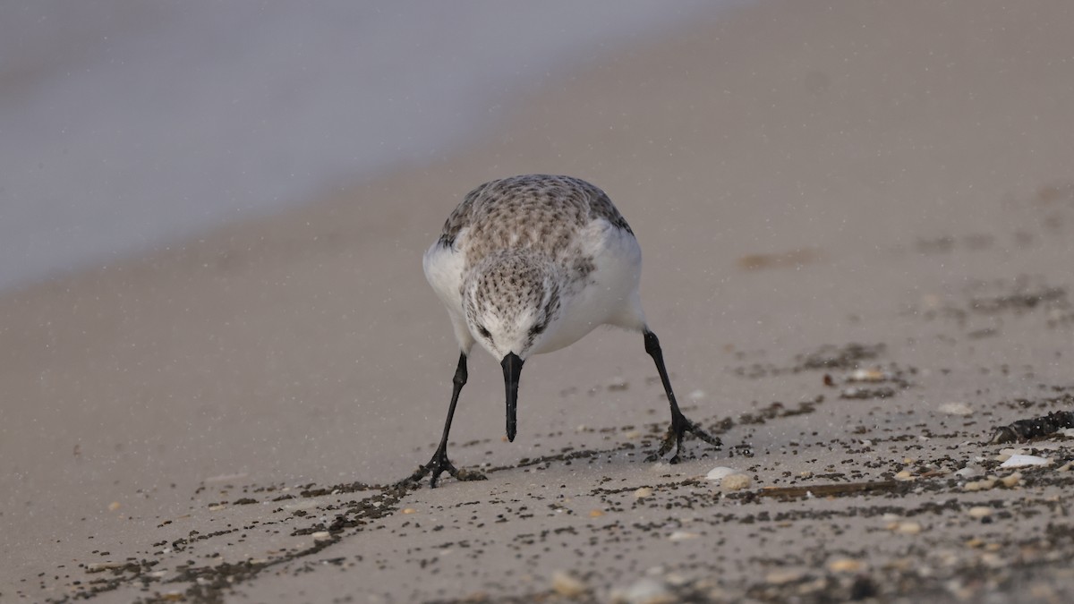 sandløper - ML650513736